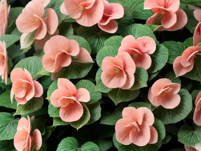Foliage Begonia (Begonia X Hybrida)
