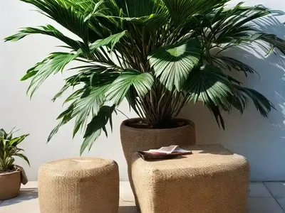 Footstool Palm (Saribus Rotundifolius)