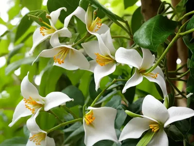 Forest Bell Bush (Mackaya Bella)