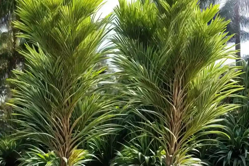 Forest cabbage tree (cordyline banksii) — photo 3