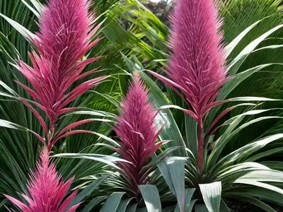 Forest Cabbage Tree ‘sprilecpink’ (Cordyline Banksii ‘sprilecpink’)
