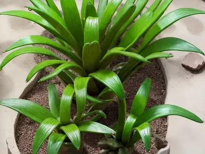 Forest Cactus (Lepismium Bolivianum)