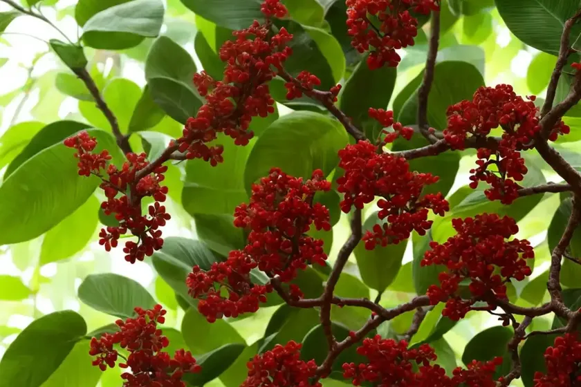 Forest natal-mahogany (trichilia dregeana) — photo 2