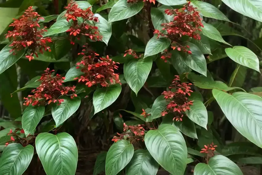 Forest natal-mahogany (trichilia dregeana) — photo 3