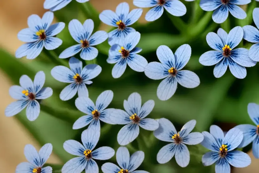Forget-me-not (myosotis scorpioides ‘semperflorens’) — photo 3