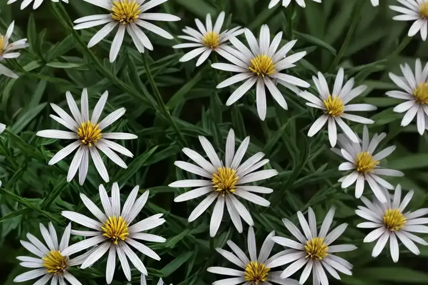 Forked aster (eurybia furcata) — photo 2