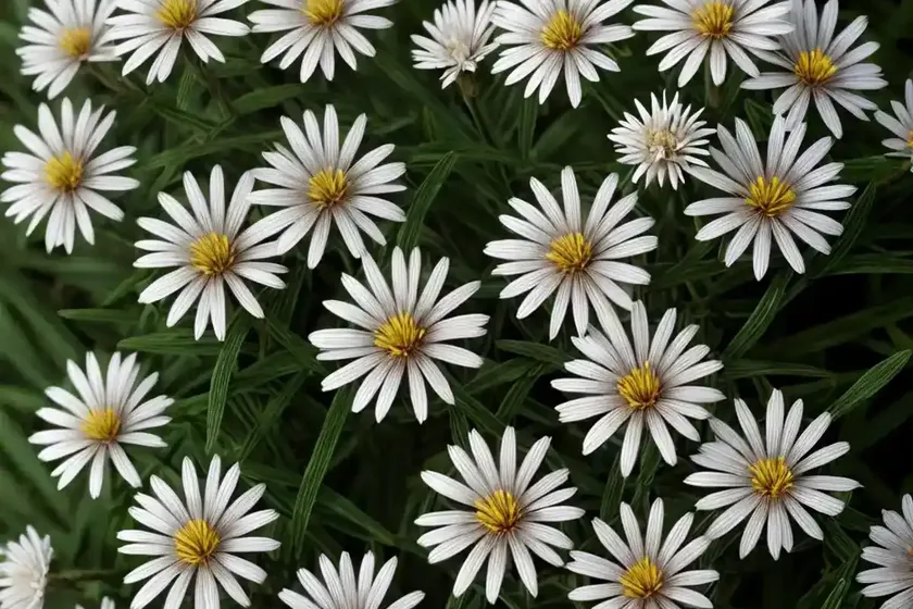 Forked aster (eurybia furcata) — photo 3