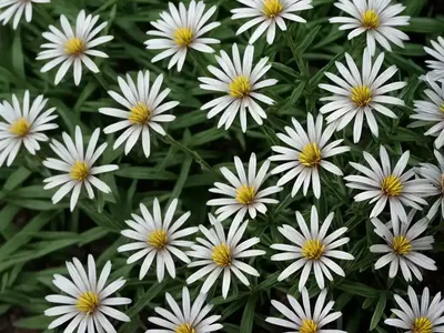 Forked Aster (Eurybia Furcata)