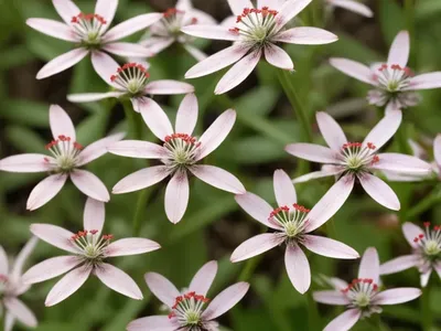 Forked Catchfly. (Silene Dichotoma)