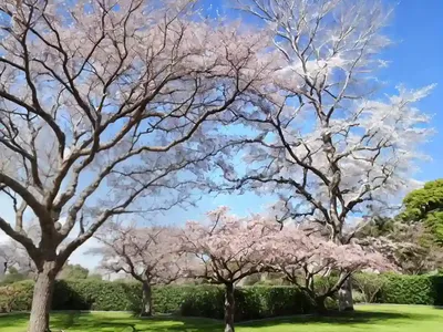 Formosan Gum (Liquidambar Formosana)