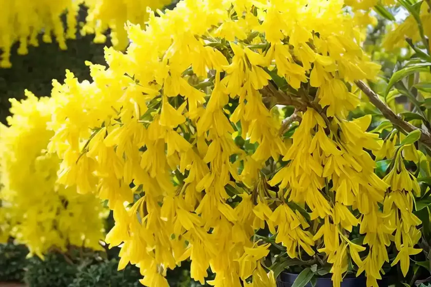 Forsythia ‘fiesta’) — photo 2
