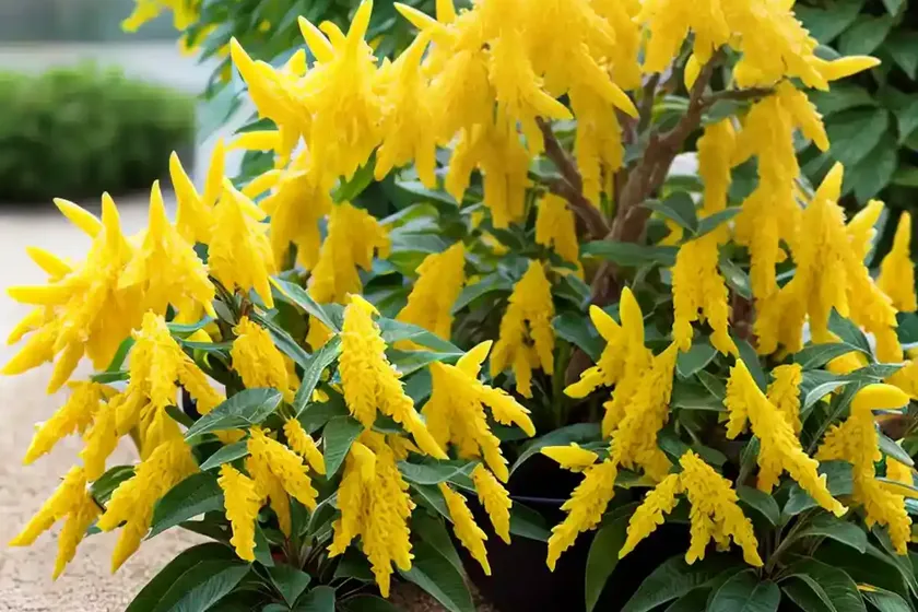 Forsythia ‘fiesta’) — photo 3