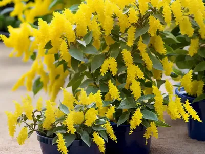 Forsythia ‘Fiesta’)