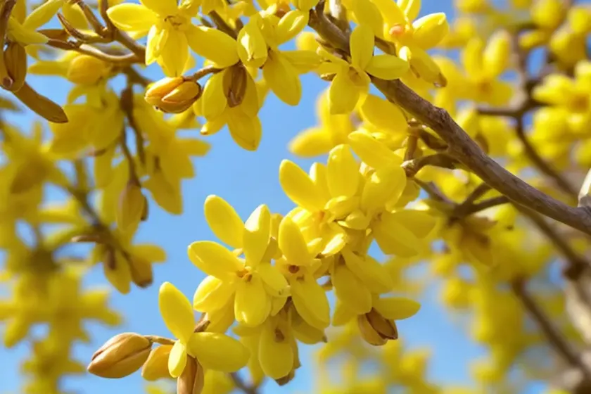 Forsythia (forsythia) — photo 2