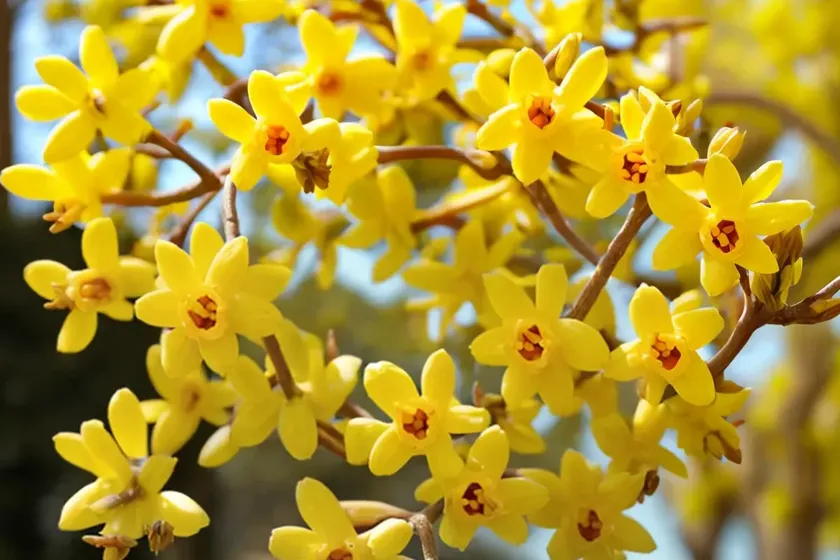 Forsythia (forsythia) — photo 3