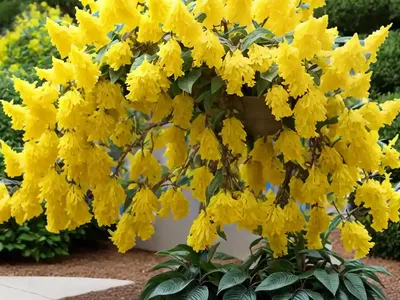 Forsythia ‘Happy Centennial’)