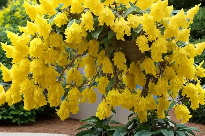 Forsythia ‘happy centennial’)