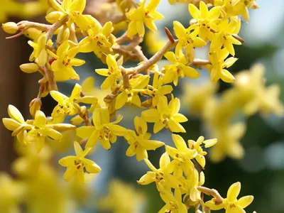 Forsythia Koreana Flying Machine�)