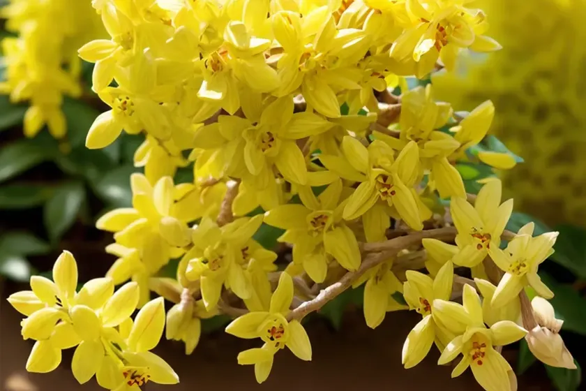 Forsythia koreana ‘kumson’) — photo 2