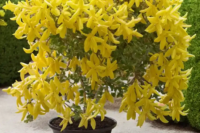 Forsythia koreana ‘kumson’) — photo 3