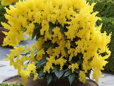 Forsythia Koreana ‘Kumson’)
