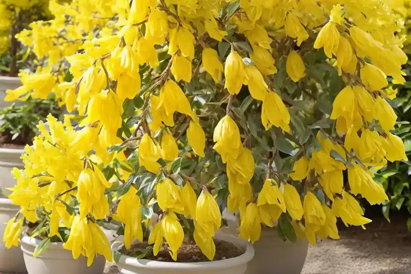 Forsythia ‘meadowlark’) — photo 2