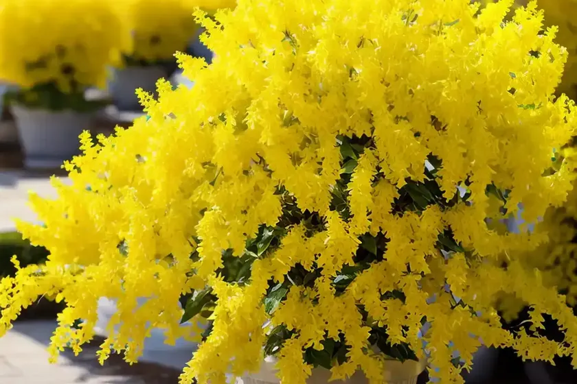 Forsythia ‘meadowlark’) — photo 3
