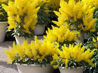 Forsythia ‘Meadowlark’)