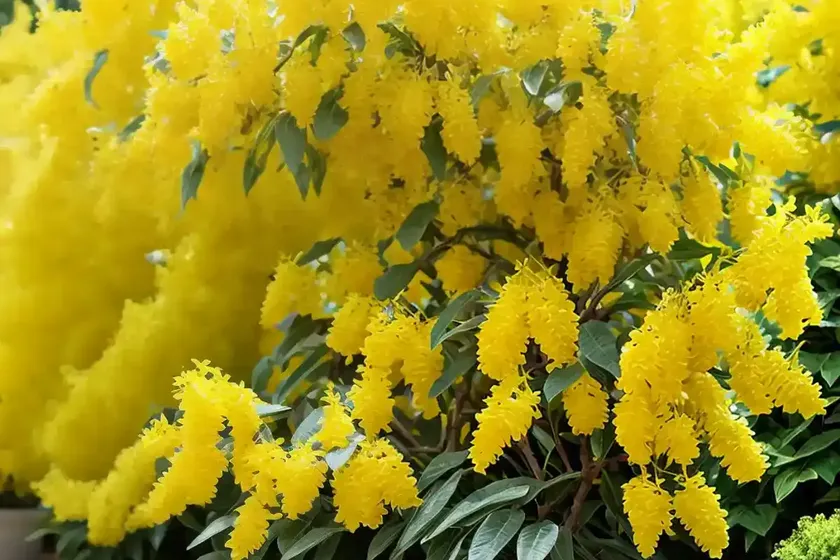 Forsythia ‘northern gold’) — photo 2