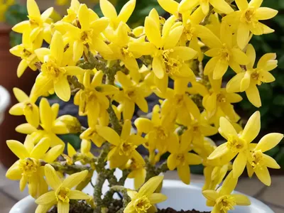 Forsythia ‘Northern Gold’)