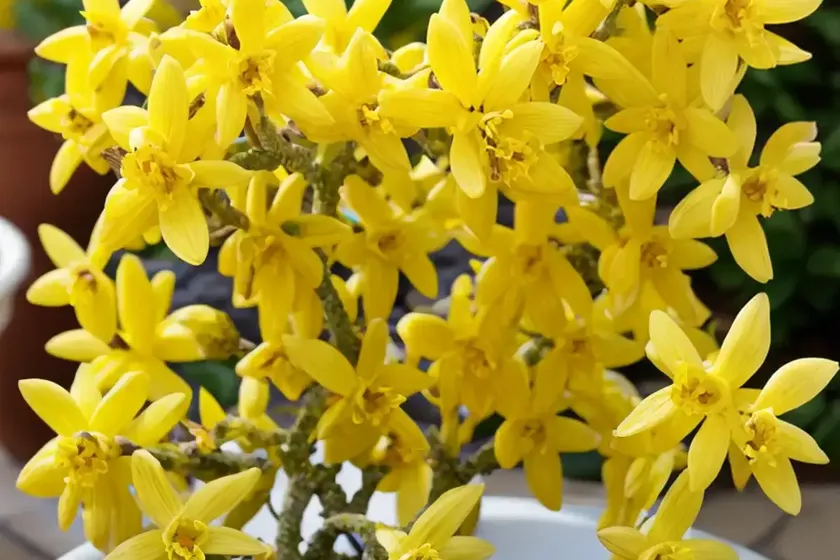 Forsythia ‘northern gold’)
