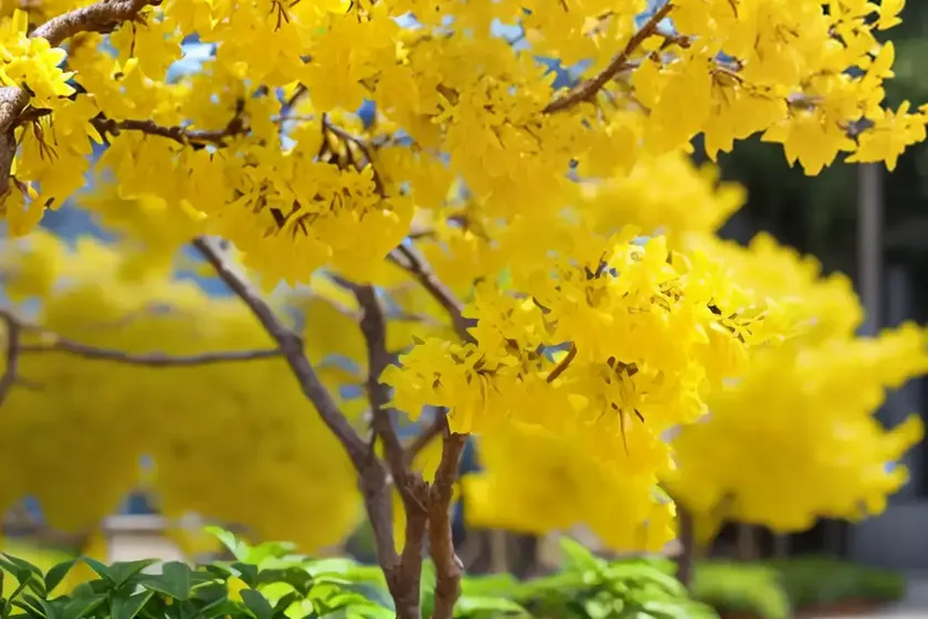 Forsythia ovata (korean forsythia) — photo 2