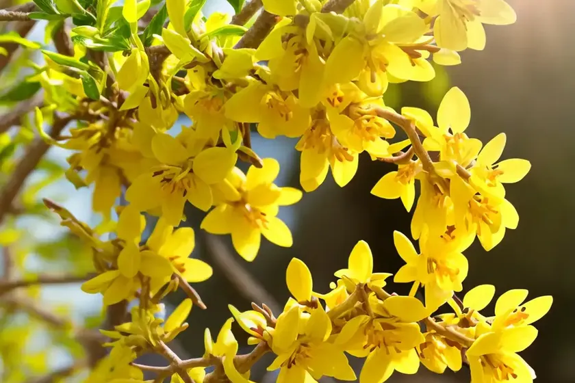 Forsythia ovata (korean forsythia) — photo 3