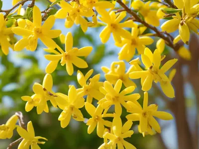 Forsythia Ovata (Korean Forsythia)