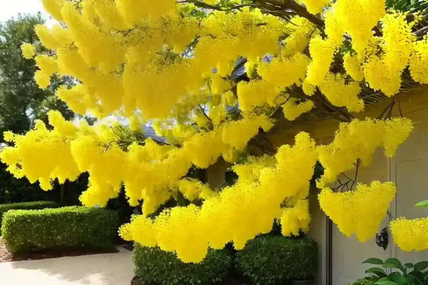 Forsythia suspensa (weeping forsythia) — photo 2