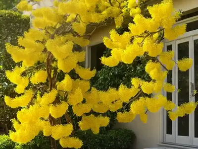 Forsythia Suspensa (Weeping Forsythia)