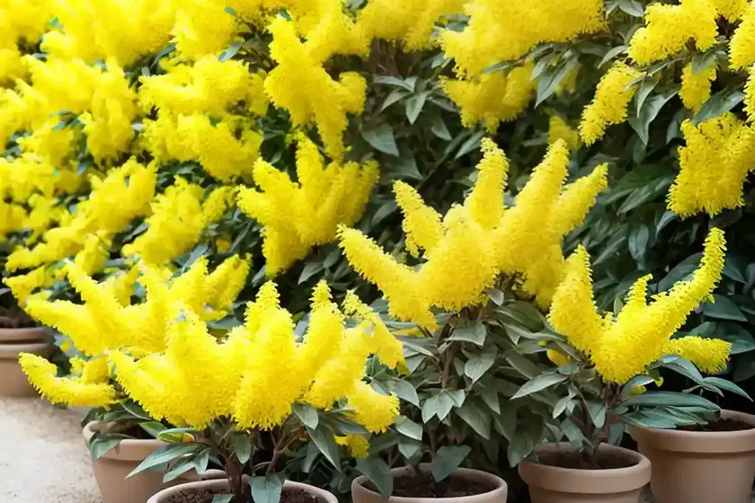 Forsythia x intermedia (border forsythia) — photo 2