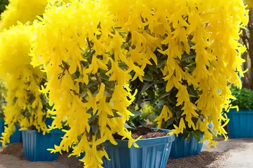 Forsythia x intermedia (border forsythia) — photo 3