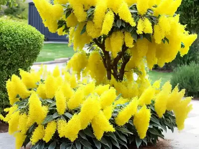 Forsythia X Intermedia (Border Forsythia)