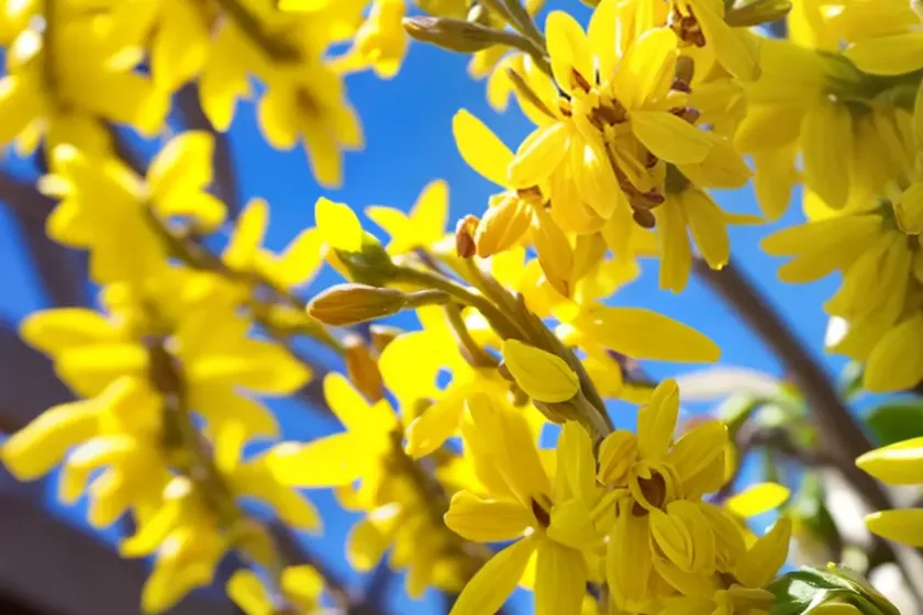 Forsythia x intermedia ‘lynwood variety’ (border forsythia) — photo 2