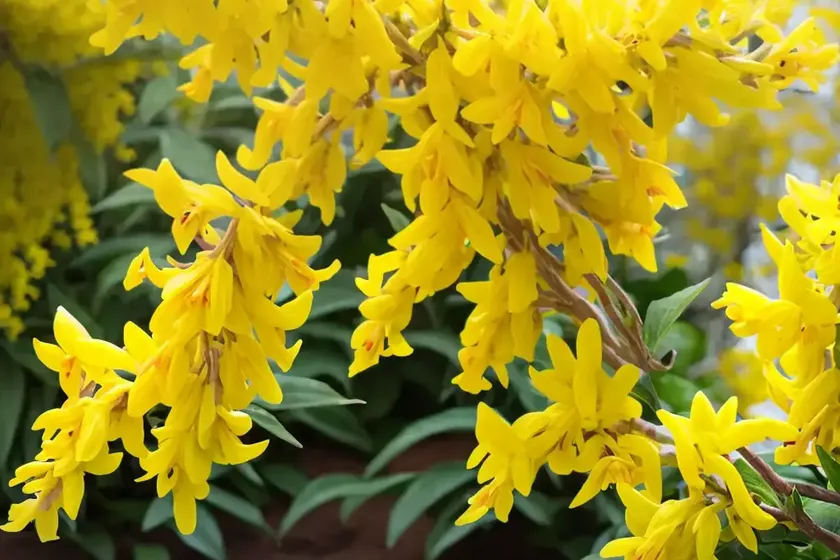 Forsythia x intermedia ‘lynwood variety’ (border forsythia) — photo 3