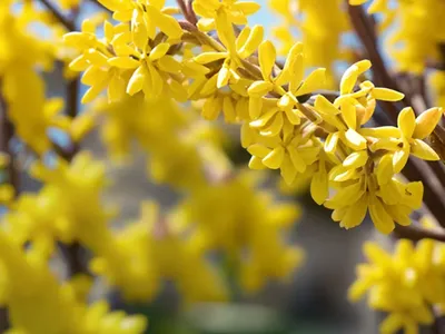 Forsythia X Intermedia ‘Lynwood Variety’ (Border Forsythia)