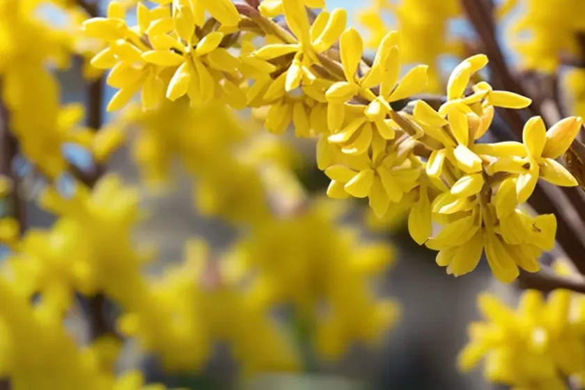 Forsythia x intermedia ‘lynwood variety’ (border forsythia)