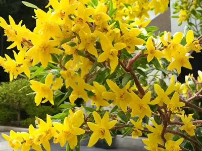 Forsythia X Intermedia Show Off�)