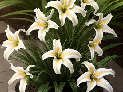 Fortnight Lily (Dietes Iridioides)