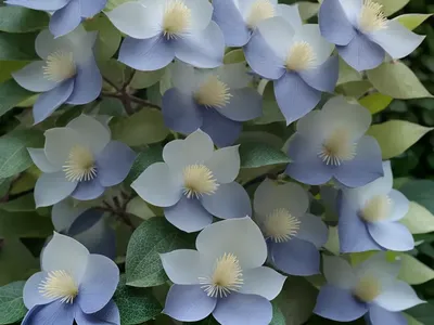 Fothergilla (Fothergilla X Intermedia ‘Blue Shadow’)