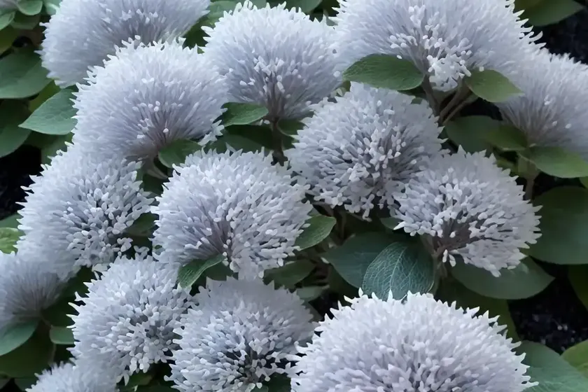 Fothergilla gardenii ‘blue mist’ (dwarf fothergilla) — photo 2