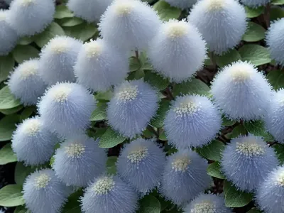 Fothergilla Gardenii ‘Blue Mist’ (Dwarf Fothergilla)