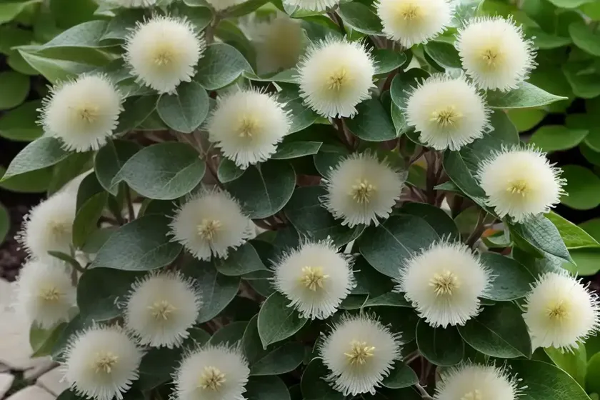 Fothergilla gardenii (dwarf fothergilla) — photo 3