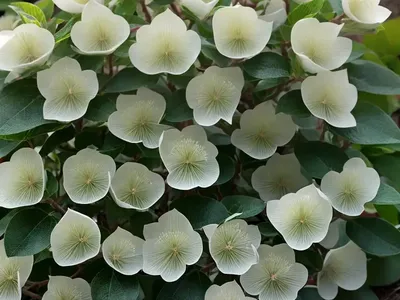 Fothergilla Gardenii (Dwarf Fothergilla)